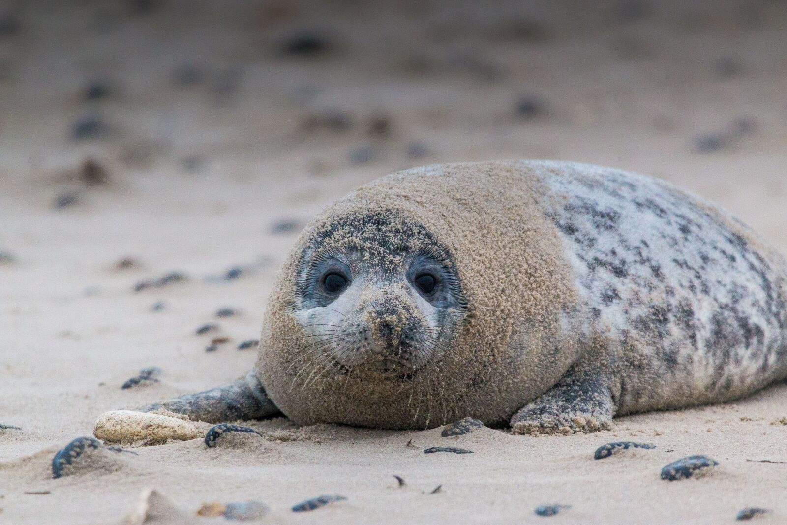 150-600mm F5-6.3 DG OS HSM | Contemporary 015 sample photo. Grey seal, robbe, halichoerus photography