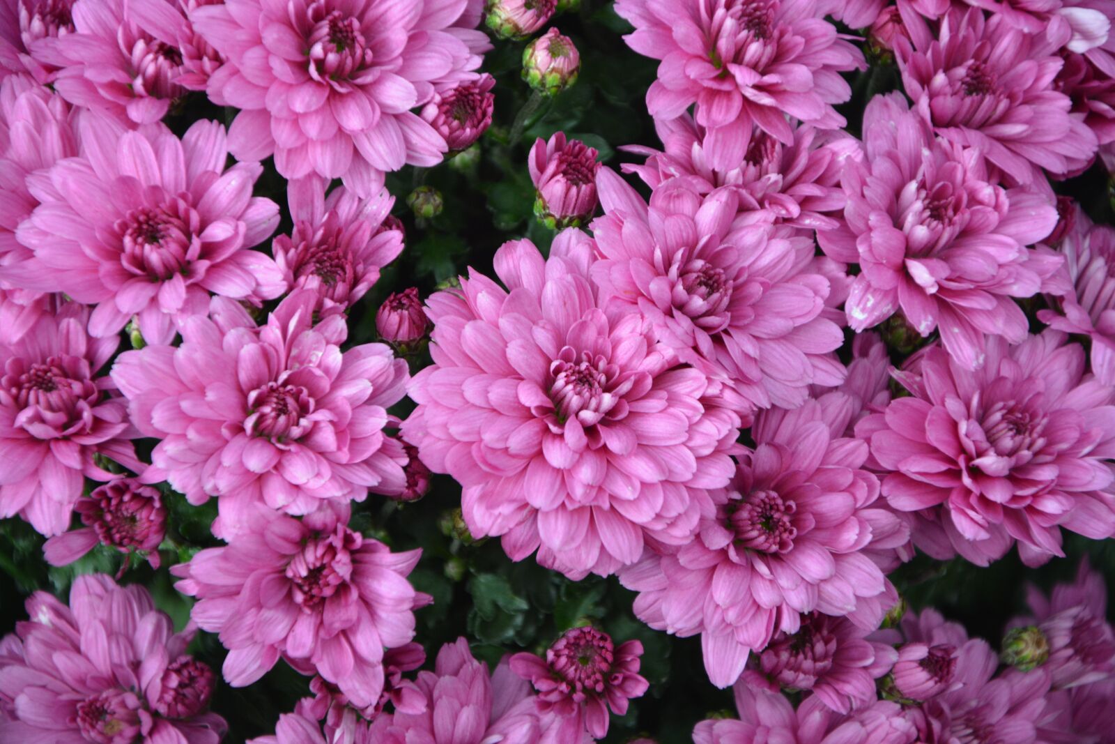 Nikon D5200 sample photo. Flowers, flowers pink color photography