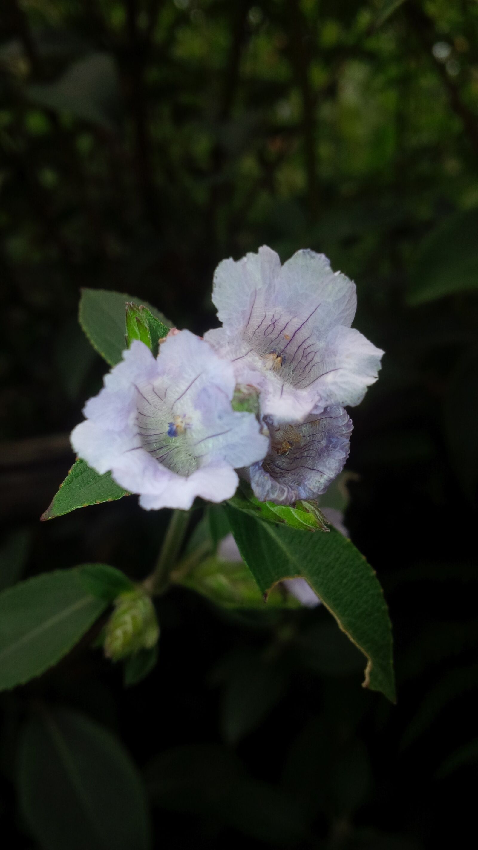 BlackBerry Z10 sample photo. Neelakurinji, flower, garden photography