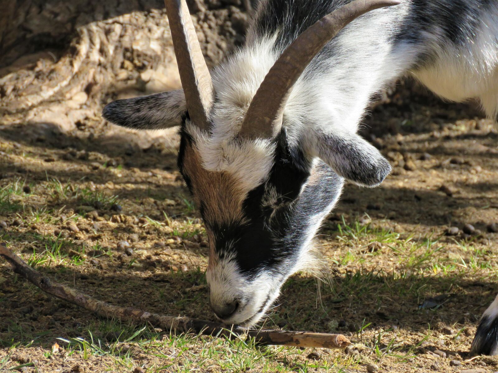 Canon PowerShot SX60 HS sample photo. Goat, farm, farm animal photography