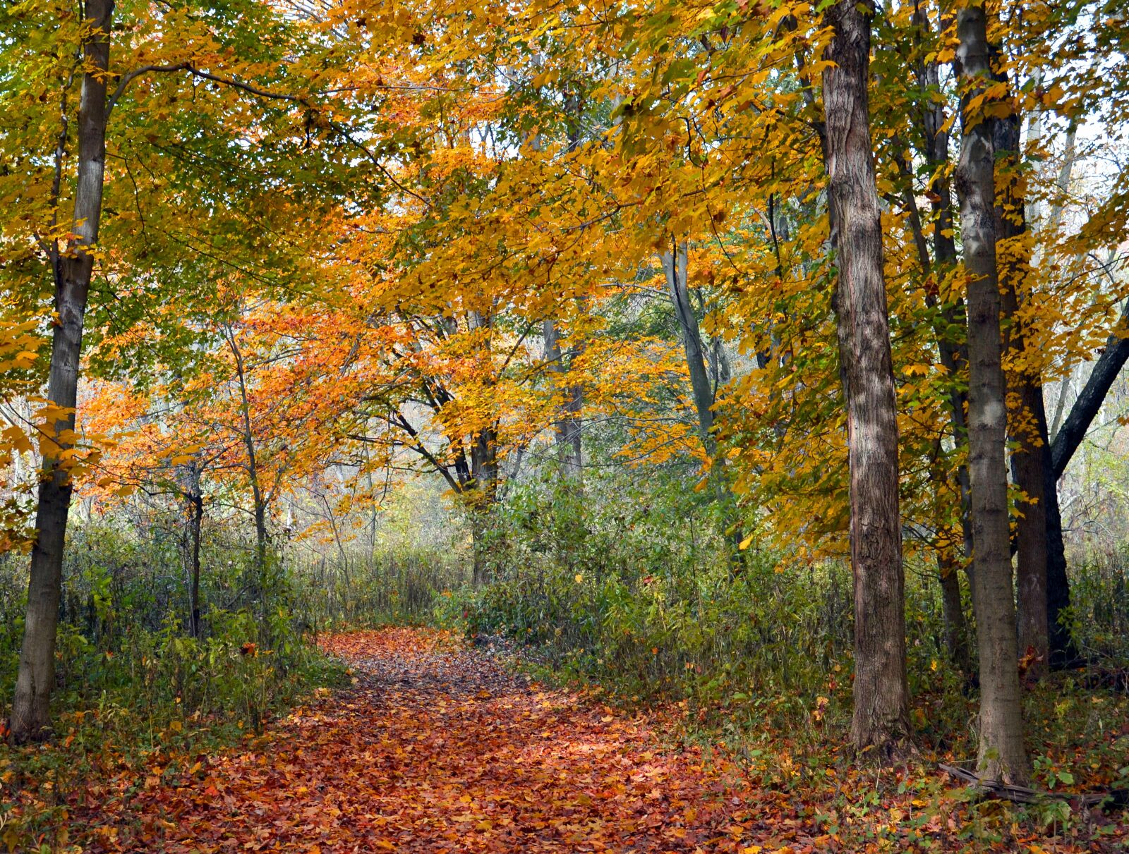 Nikon D3100 sample photo. Trees, forest, leaves photography