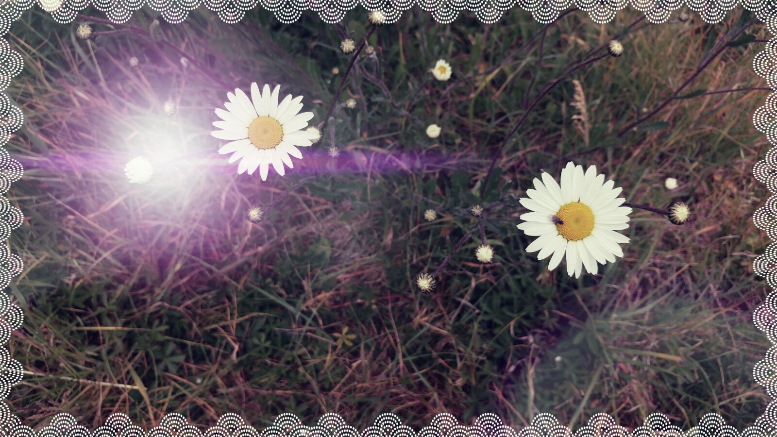 LG G5 sample photo. Daisy, flowers, grass, meadow photography