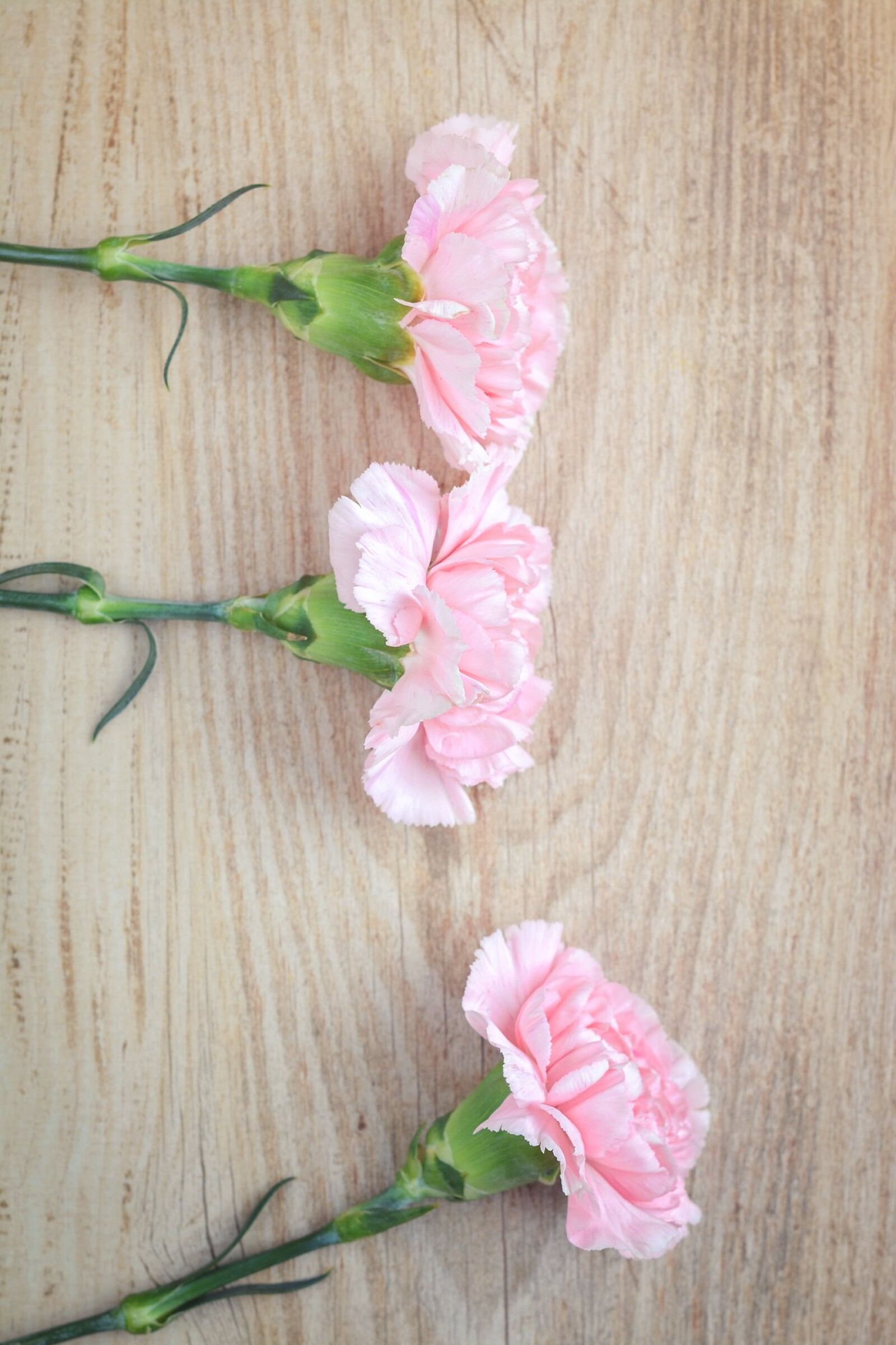 Nikon D7100 sample photo. Flowers, cloves, pink photography