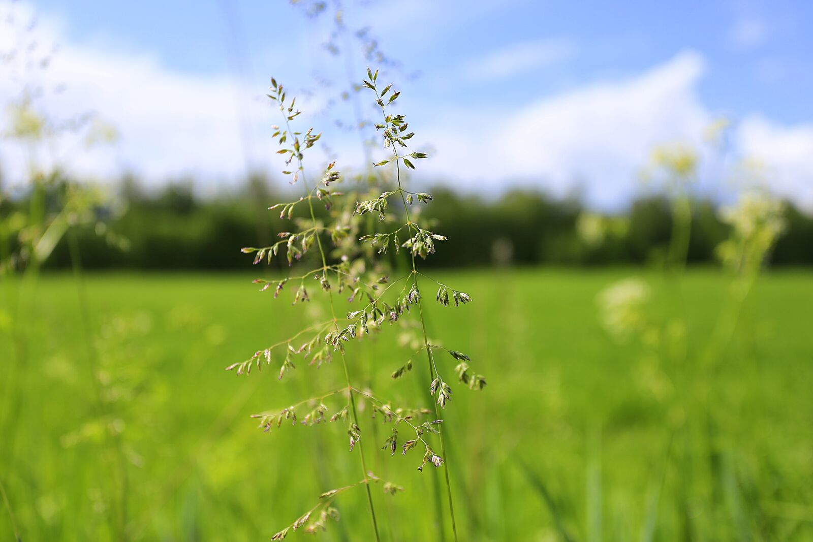 Canon EOS 6D + Canon EF 17-40mm F4L USM sample photo. Summer, beauty, grass photography