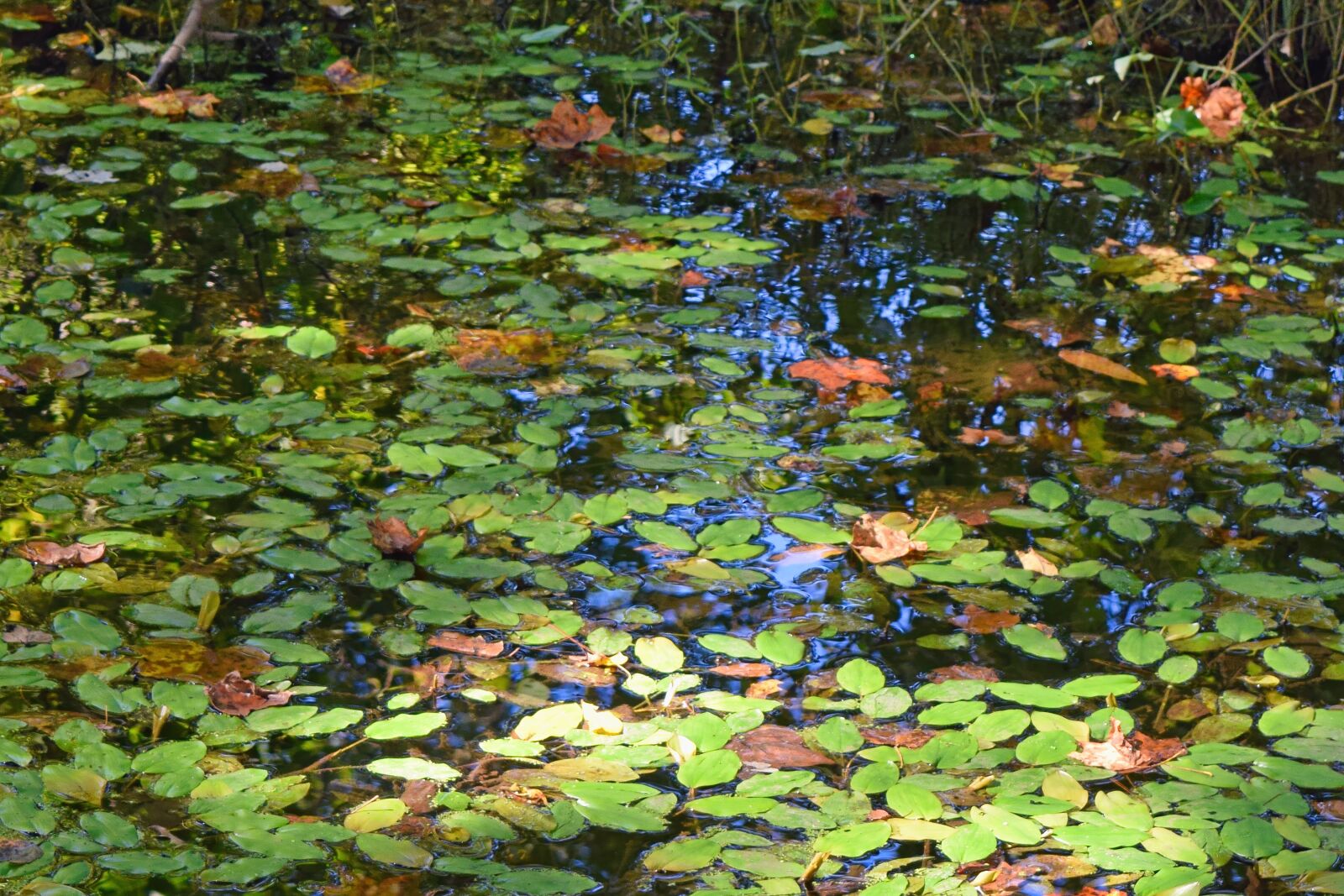 Nikon D3300 sample photo. Water, lilies, pads photography