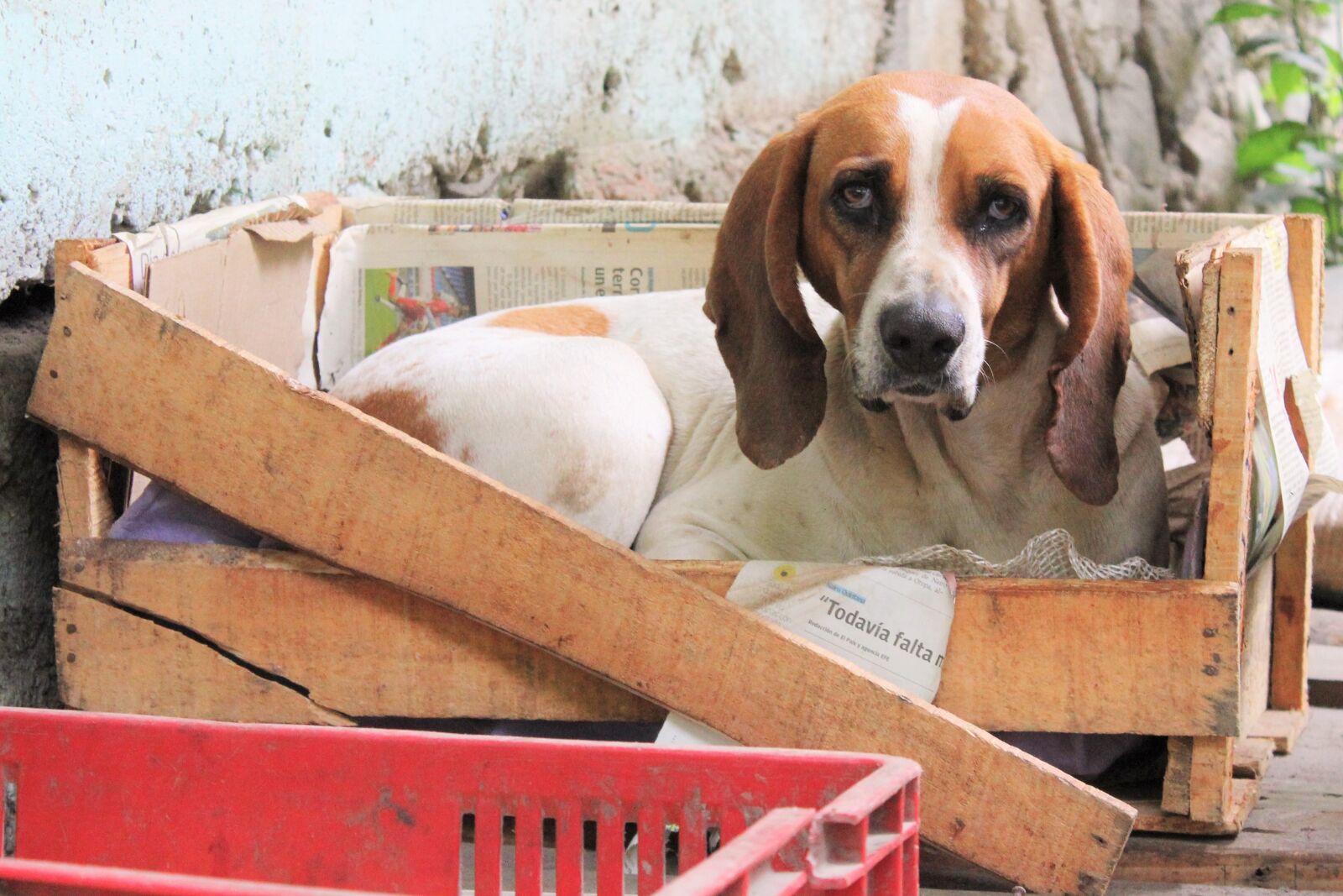 Canon EOS 550D (EOS Rebel T2i / EOS Kiss X4) sample photo. Dog, box, dog look photography