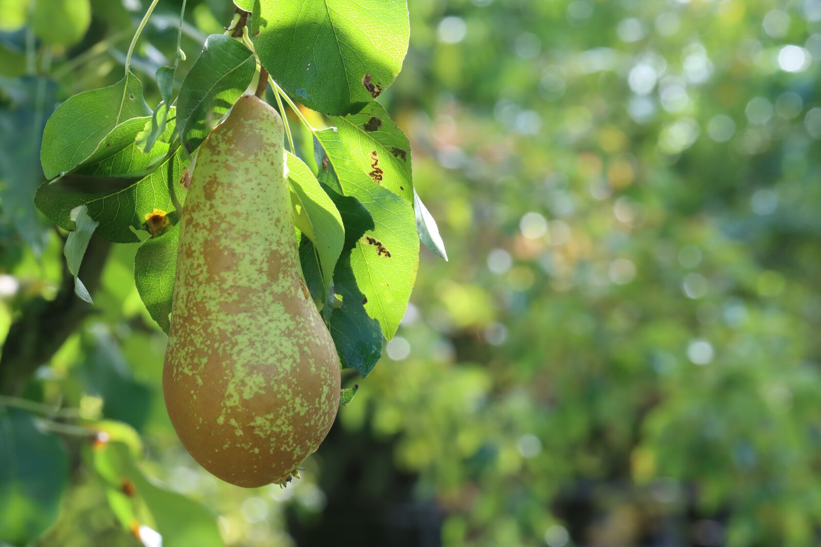 Canon EOS 90D sample photo. Pear, fruit, tree photography