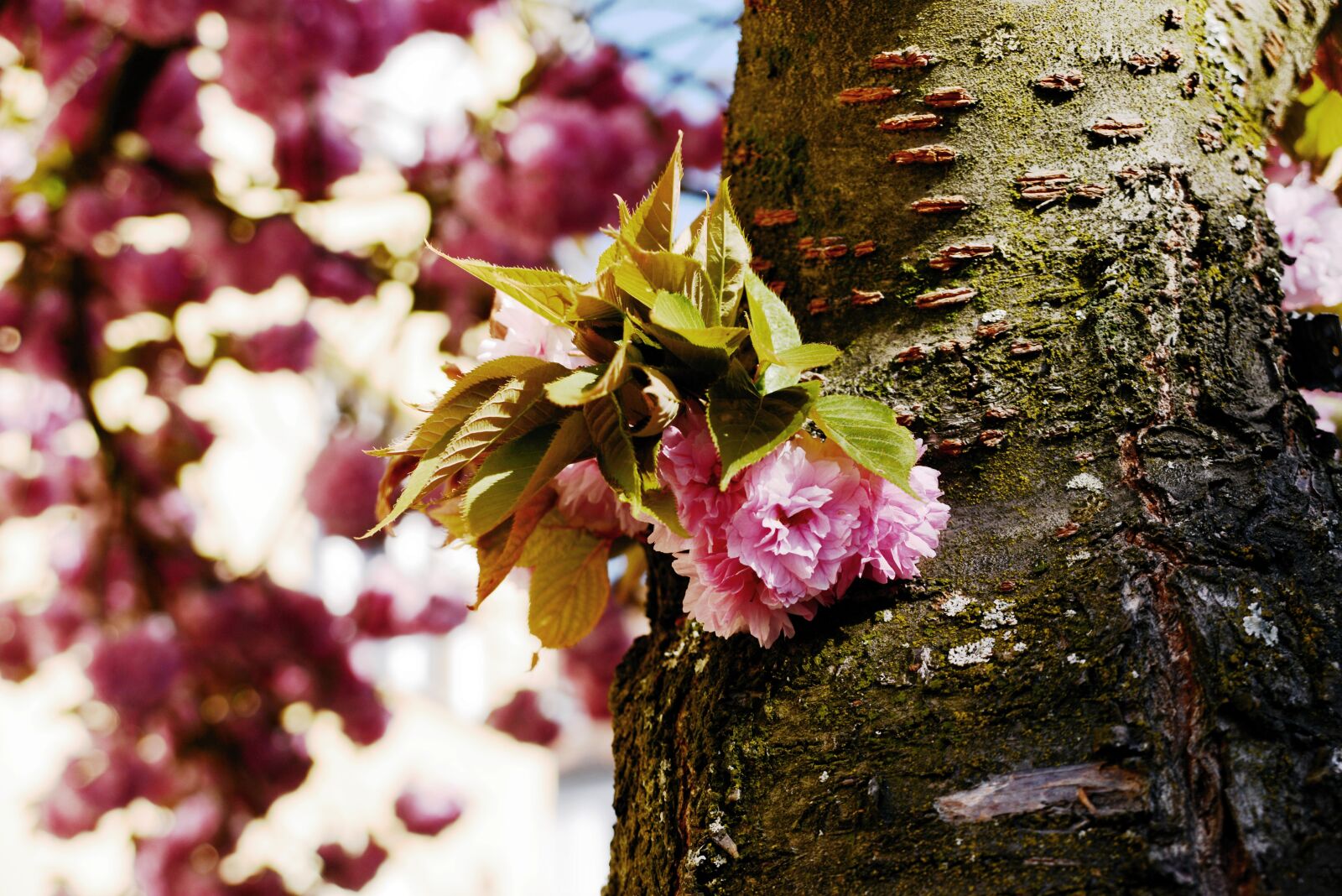 Nikon D610 sample photo. Cherry blossoms, japanese cherry photography