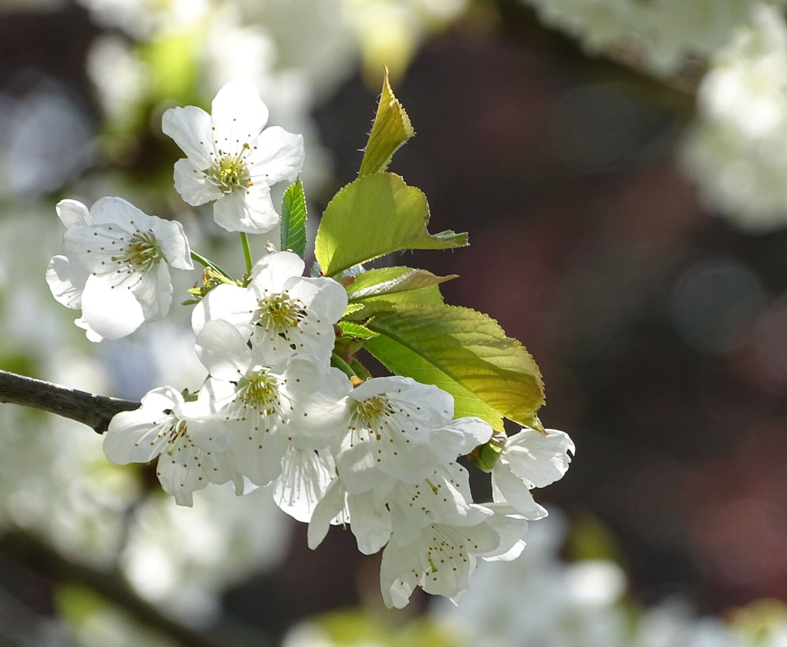 Sony Cyber-shot DSC-HX400V sample photo. Cherry blossom, white, close photography