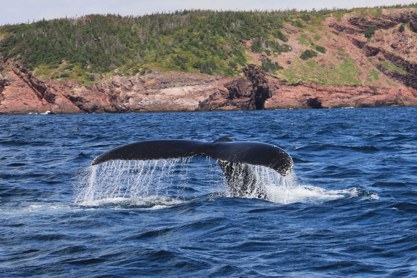 Canon EOS 1100D (EOS Rebel T3 / EOS Kiss X50) sample photo. Whale, humpback, mammal photography