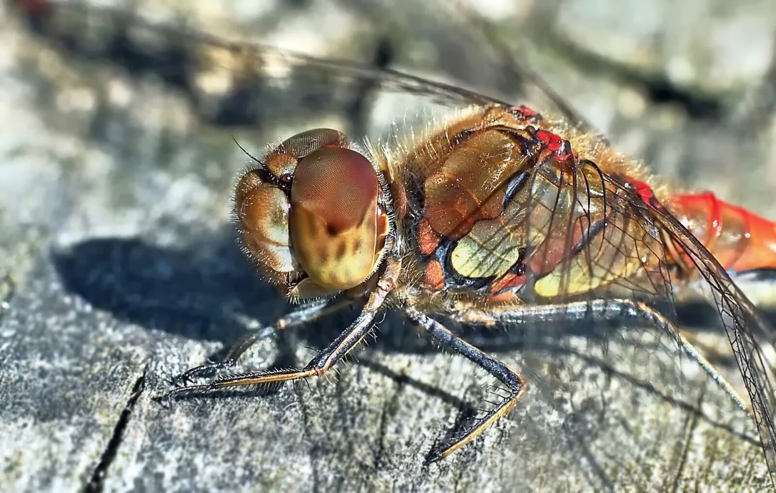 Olympus OM-D E-M5 sample photo. Darter, sympetrum striolatum, dragonfly photography