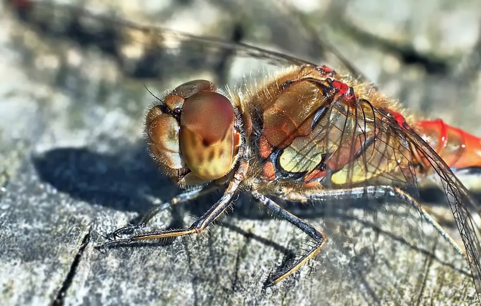 Olympus OM-D E-M5 + Olympus M.Zuiko Digital ED 60mm F2.8 Macro sample photo. Darter, sympetrum striolatum, dragonfly photography