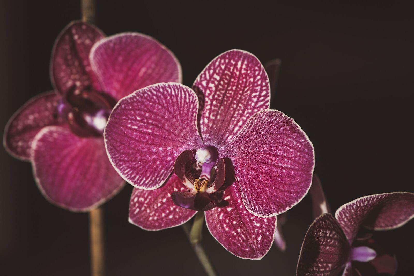 Nikon D750 sample photo. Orchid, dusky pink, purple photography