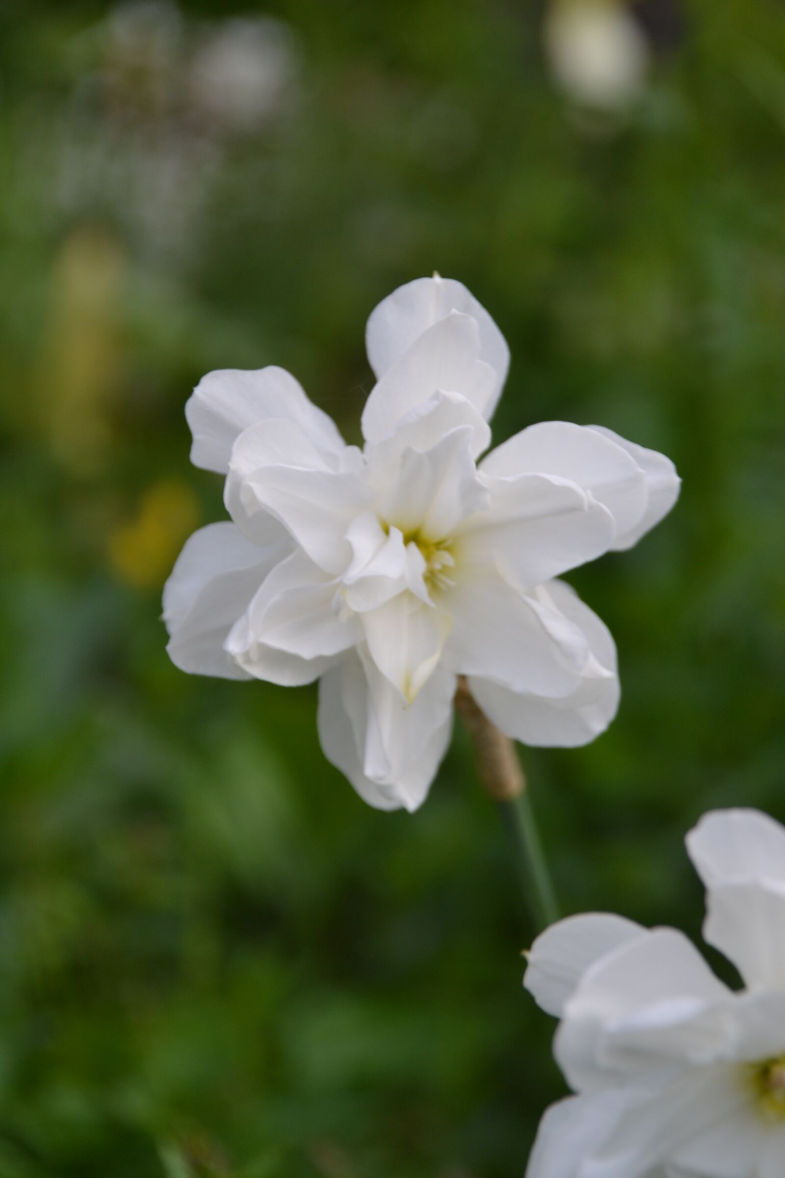 Nikon D3100 sample photo. Flower, narcissus, garden photography