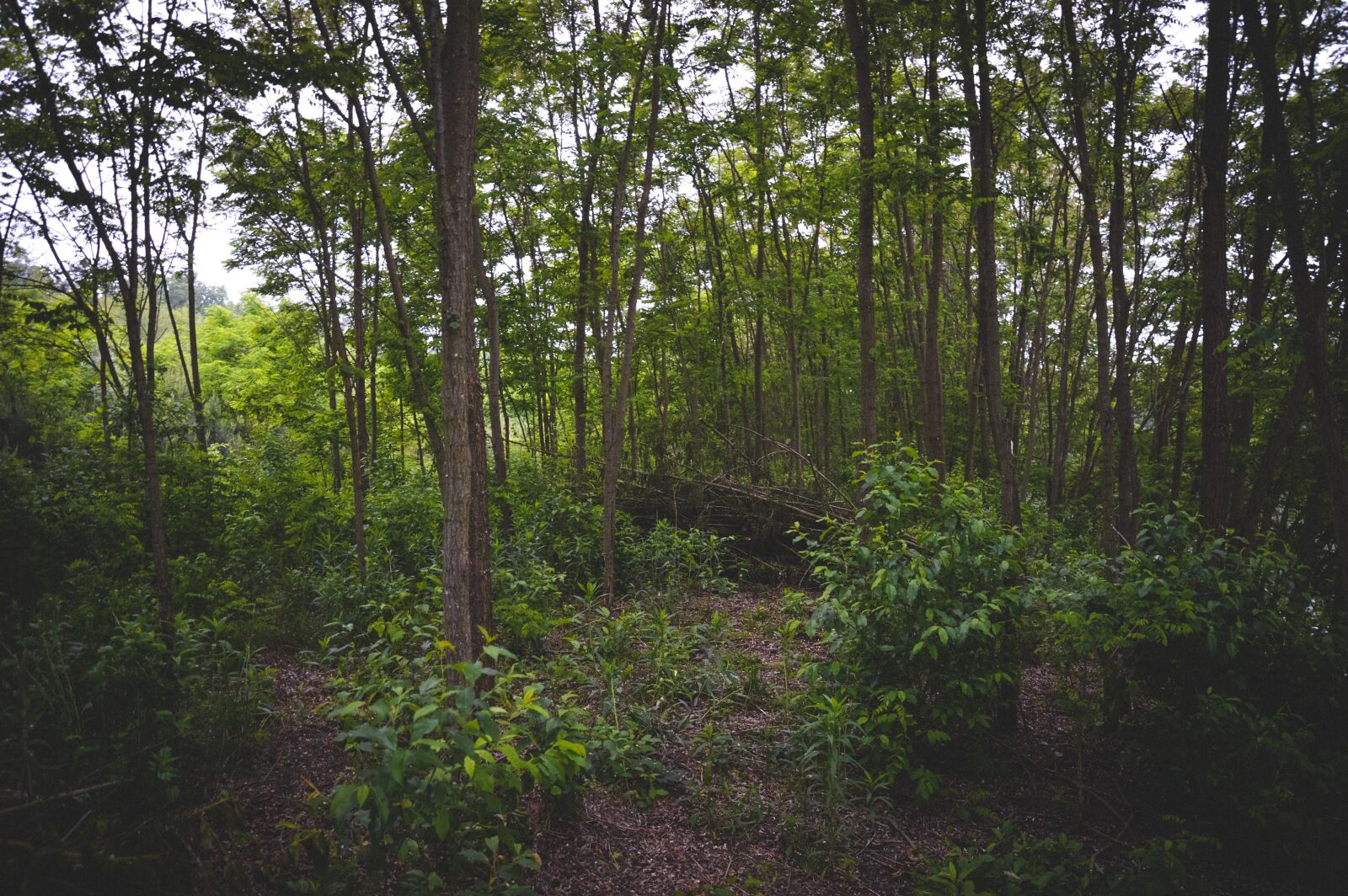 Nikon D3200 sample photo. Forest, tree, jungle photography