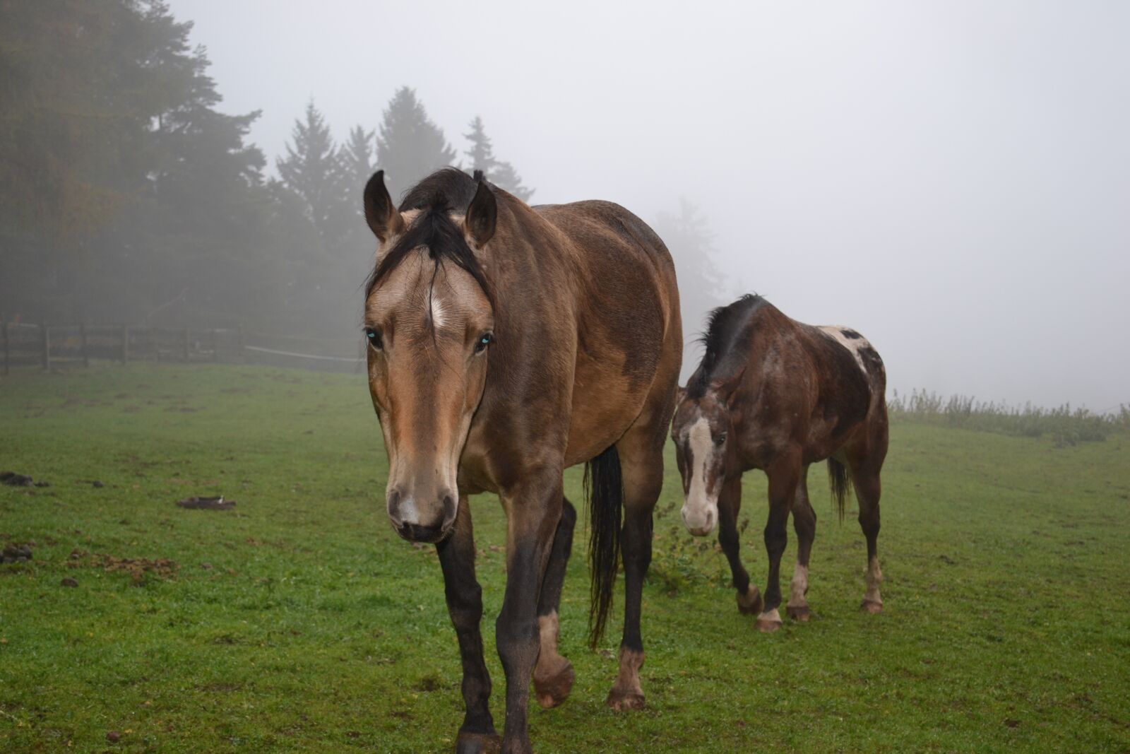 Nikon D3100 sample photo. Horse, nature, animals photography
