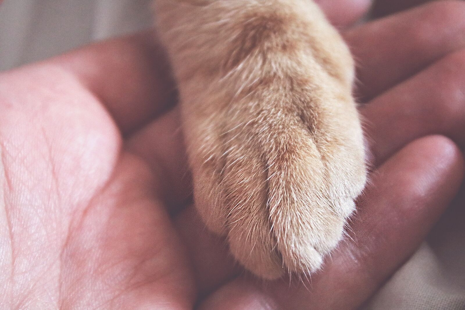 Canon EOS 750D (EOS Rebel T6i / EOS Kiss X8i) + Canon EF-S 18-55mm F3.5-5.6 III sample photo. Paw, hand, interaction photography