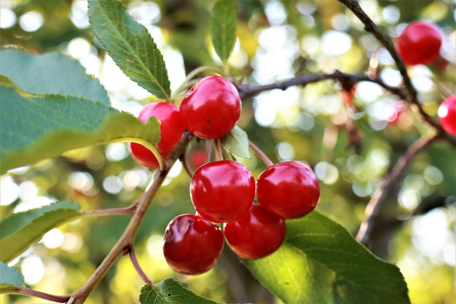 Canon EOS M6 sample photo. Cherries, fruit cherry, tree photography