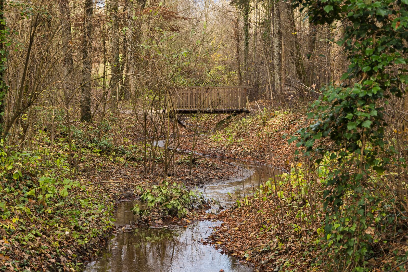 Canon EOS 6D Mark II sample photo. Bach, forest, brückchen photography