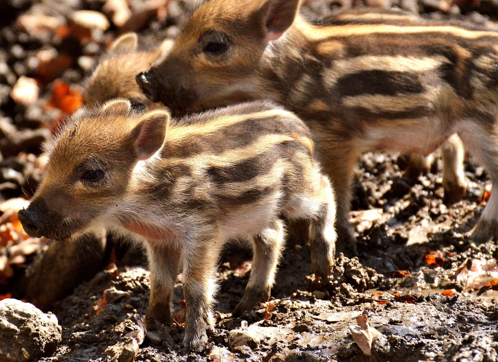 Nikon D3200 sample photo. Wild pigs, small pigs photography