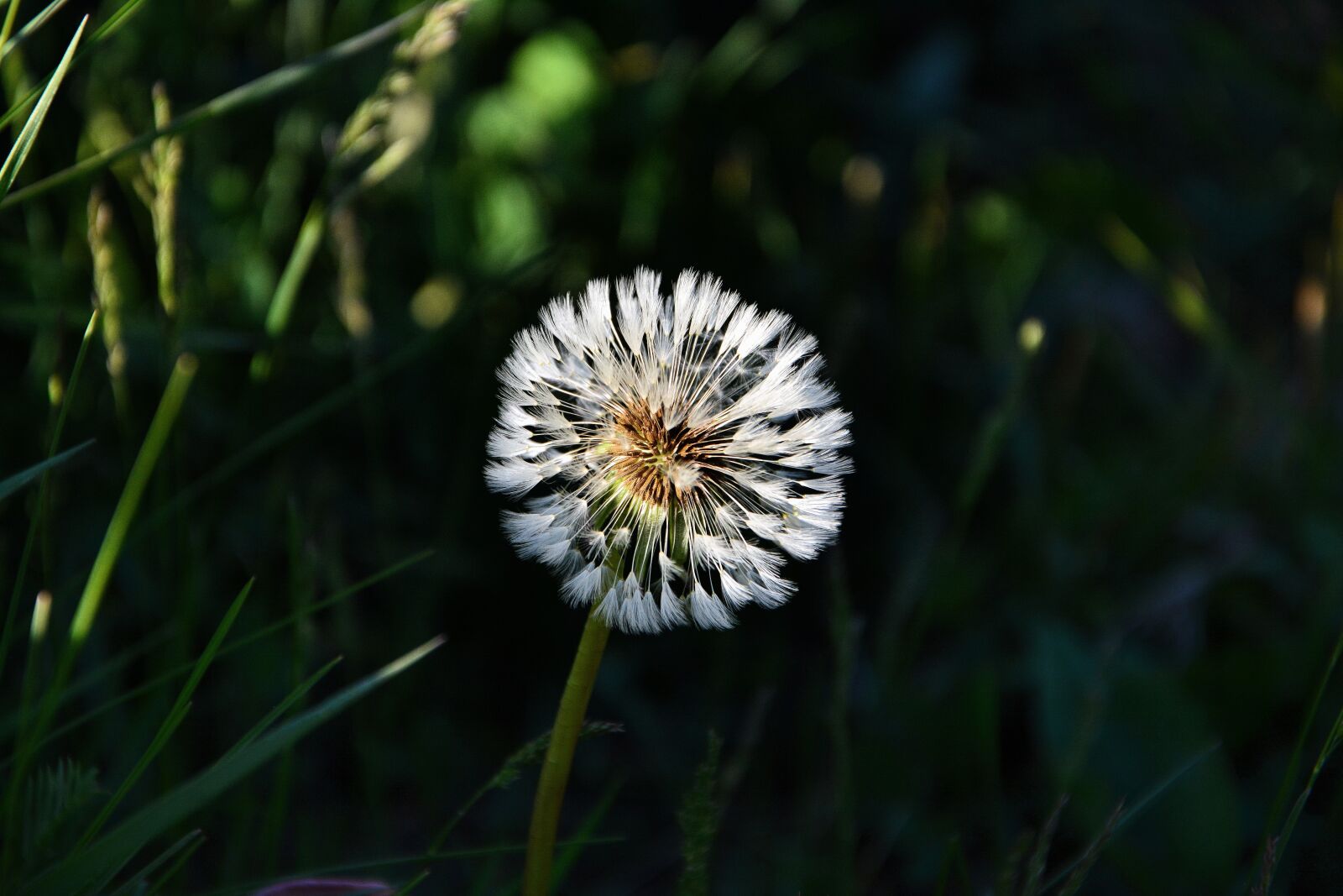 Nikon D7100 sample photo. Dandelion, macro, close-up photography