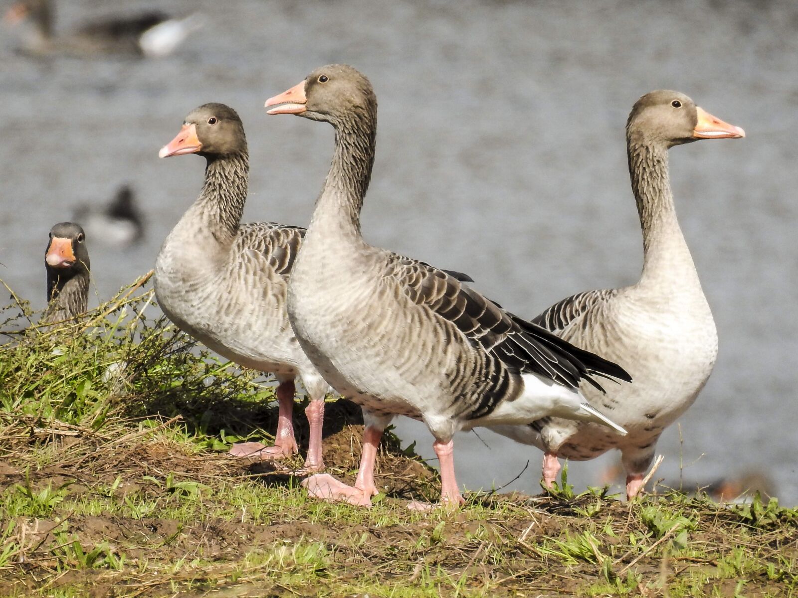 Nikon Coolpix P900 sample photo. Greylag goose, goose, water photography