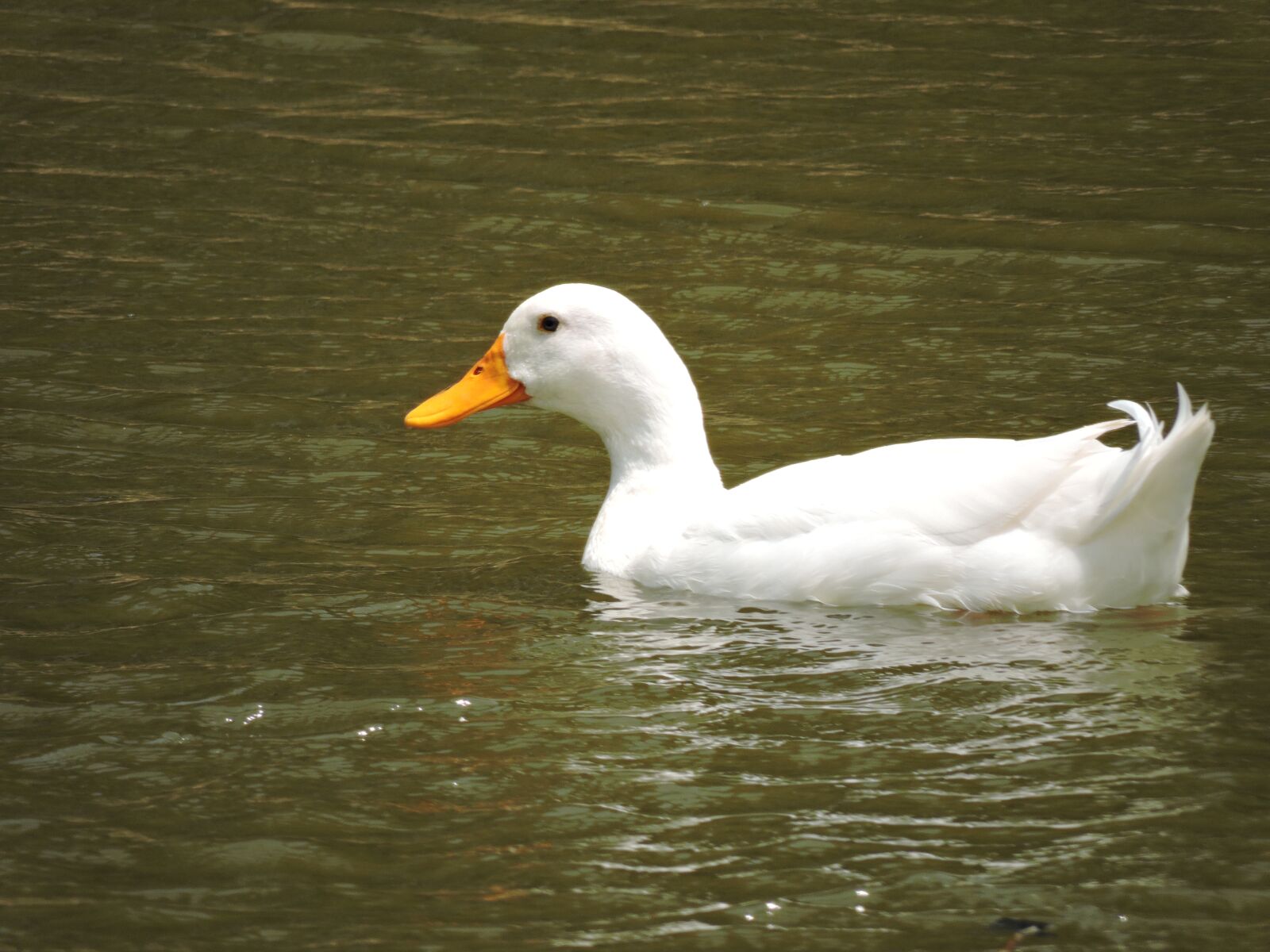 Nikon Coolpix P600 sample photo. Bird, water, duck photography