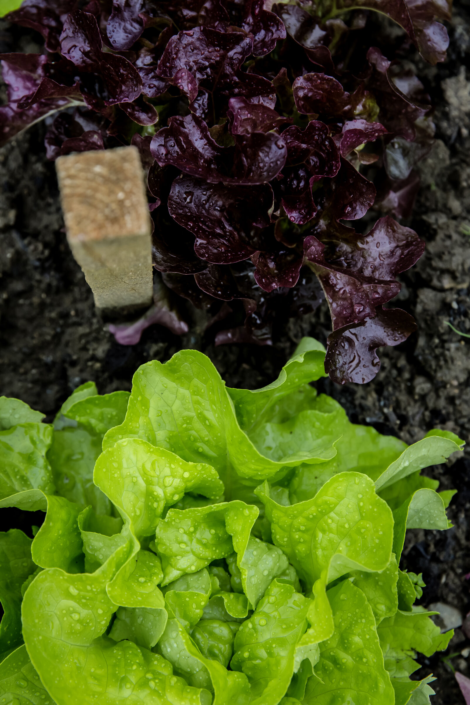 Canon EF 24-70mm F2.8L II USM sample photo. Food, healthy, macro, lettuce photography