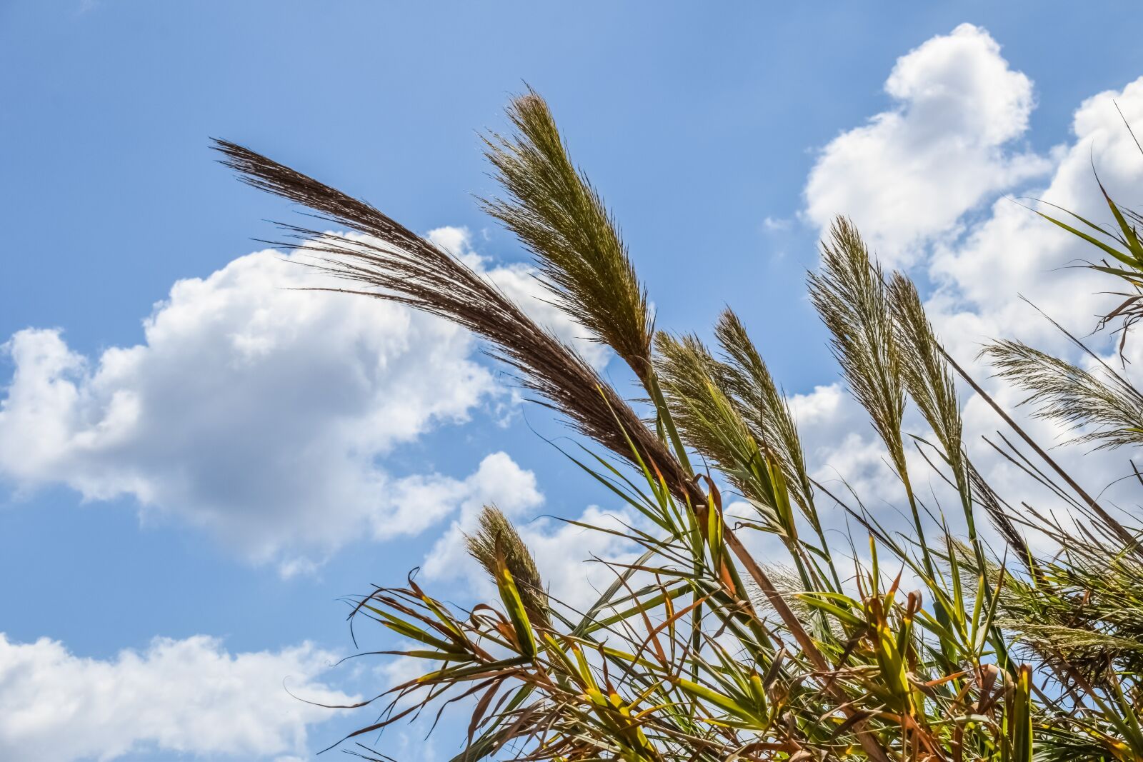 Nikon D3300 sample photo. Reeds, sky, clouds photography