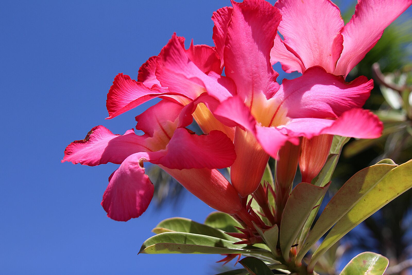 Canon EOS 700D (EOS Rebel T5i / EOS Kiss X7i) sample photo. Impala lily, lily, chalice photography