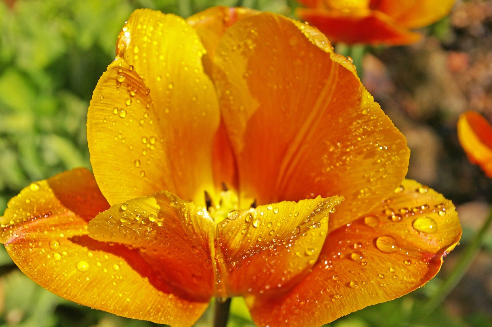Pentax *ist DL2 sample photo. Yellow tumor, orange tulip photography