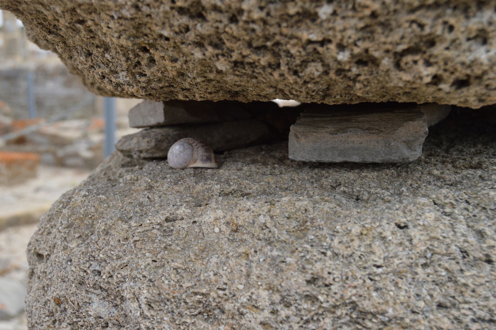 Nikon D3200 sample photo. Snail, details, stone photography