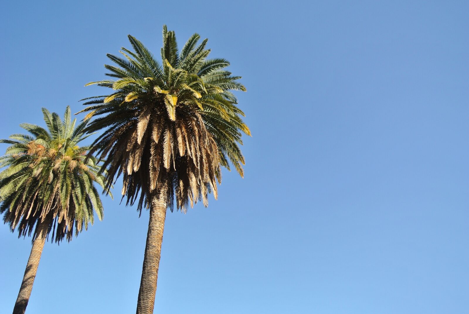 Nikon 1 J1 sample photo. Sky, palm trees, vacations photography