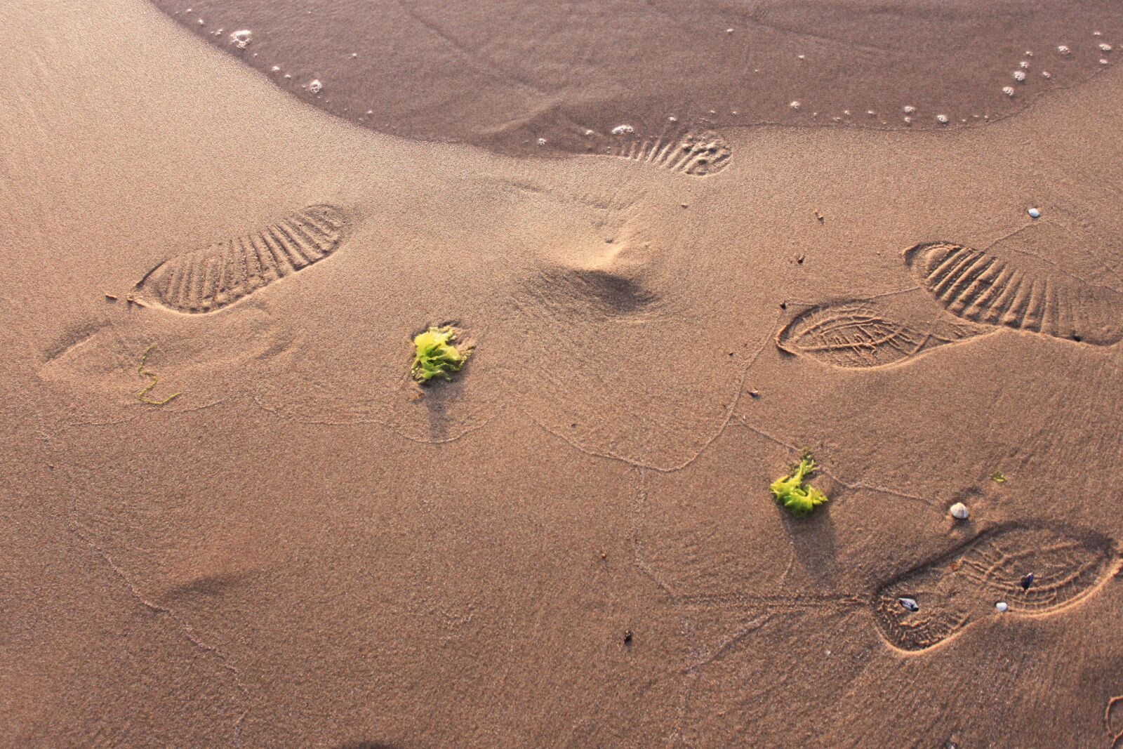 Canon EOS 500D (EOS Rebel T1i / EOS Kiss X3) sample photo. Sand, beach, nature photography