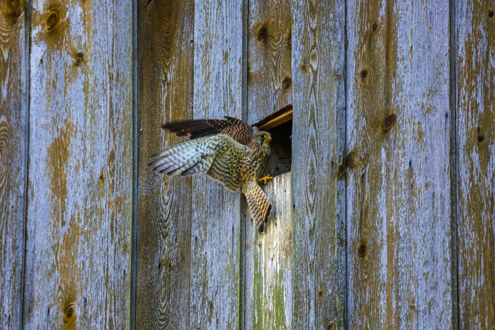 Canon EF 100-400mm F4.5-5.6L IS USM sample photo. Kestrel, bird, bird of photography