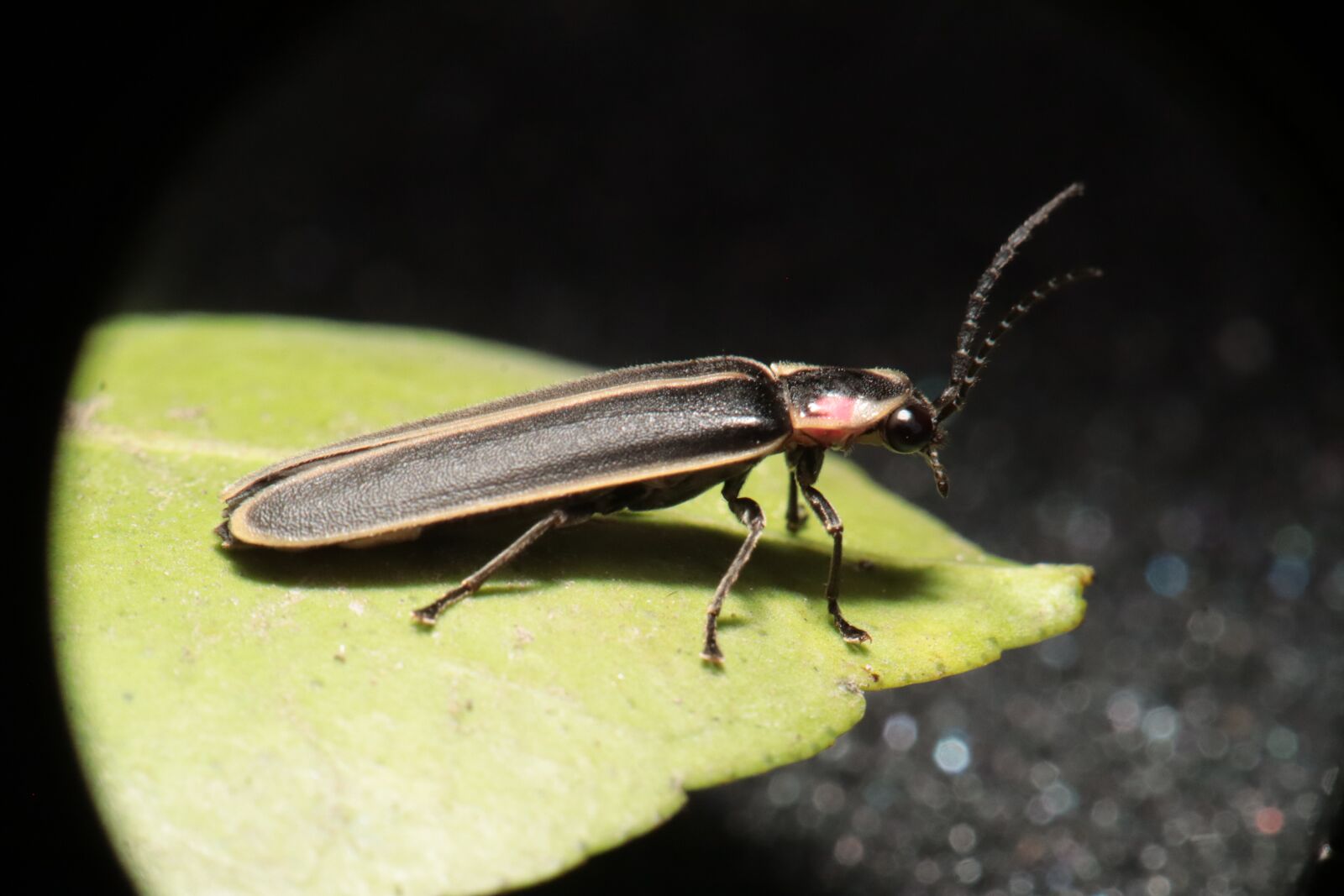 Canon EOS M50 (EOS Kiss M) sample photo. Insect, nature, firefly photography