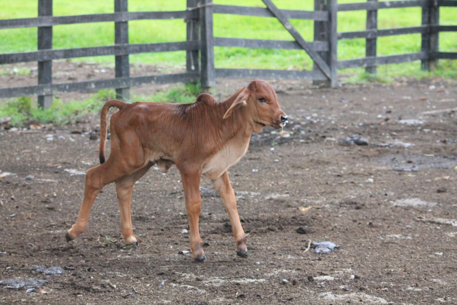 Canon EOS 1100D (EOS Rebel T3 / EOS Kiss X50) sample photo. Cow, calf, farm photography
