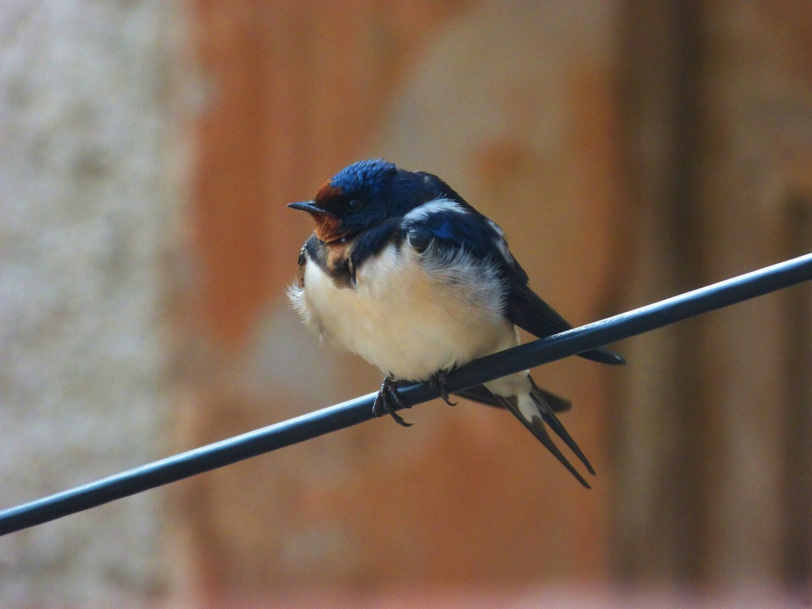 Panasonic DMC-FZ62 sample photo. Swallow, oreneta, cable photography