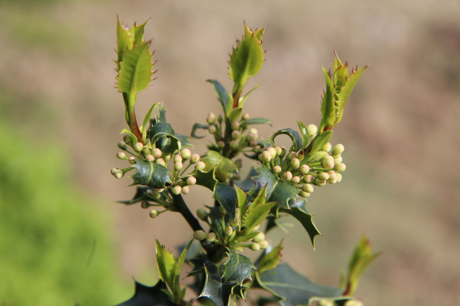 Canon EOS 600D (Rebel EOS T3i / EOS Kiss X5) sample photo. Holly, flowers of holly photography