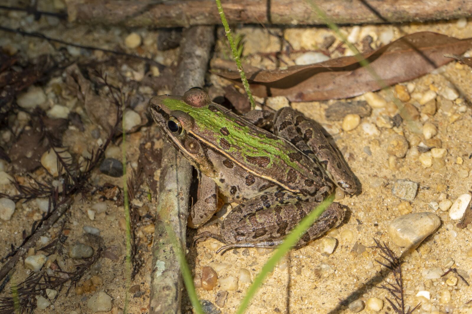 Panasonic Lumix DMC-FZ1000 sample photo. Frog, amphibian, animal photography