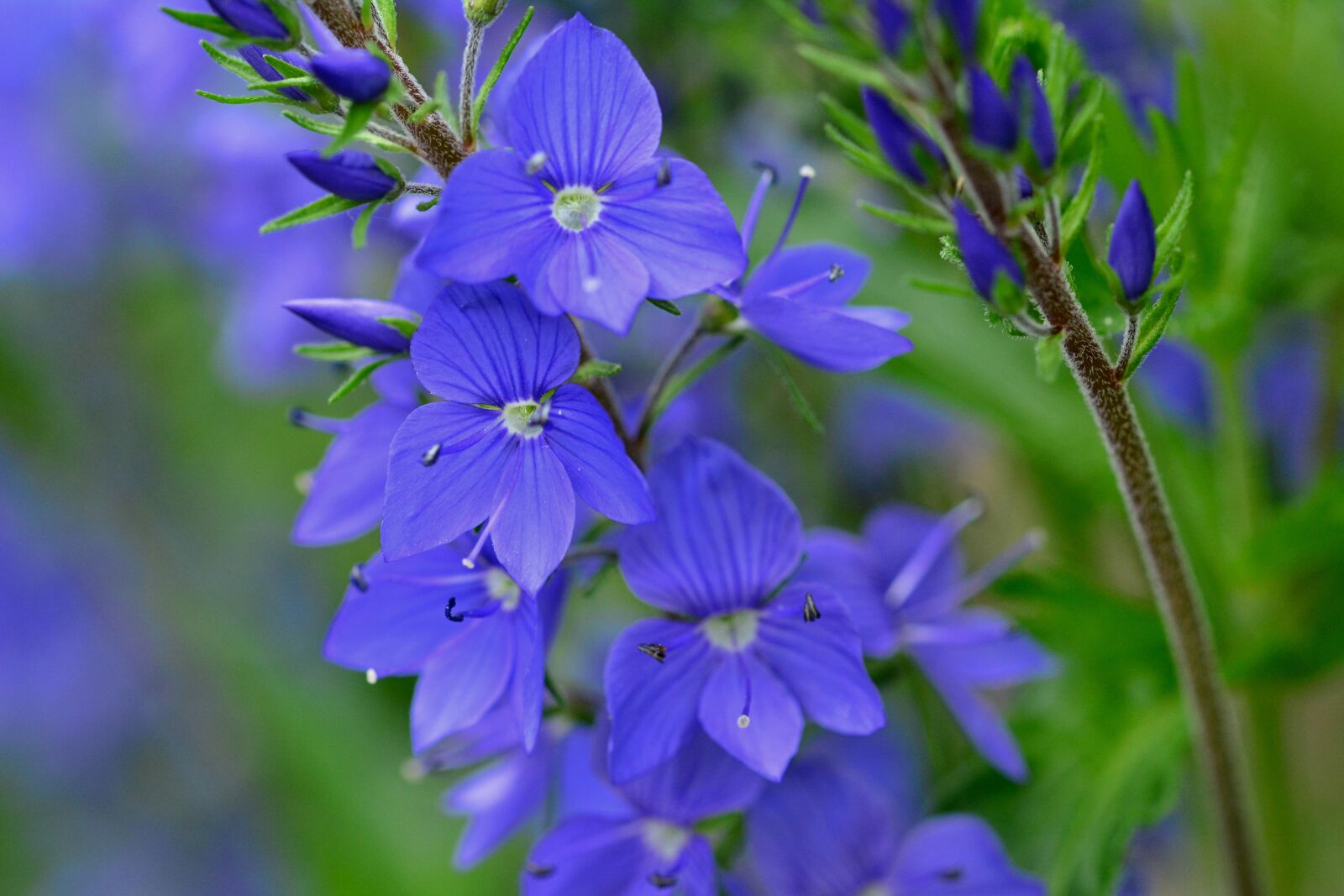 Nikon D5200 sample photo. Flower, meadow, summer photography