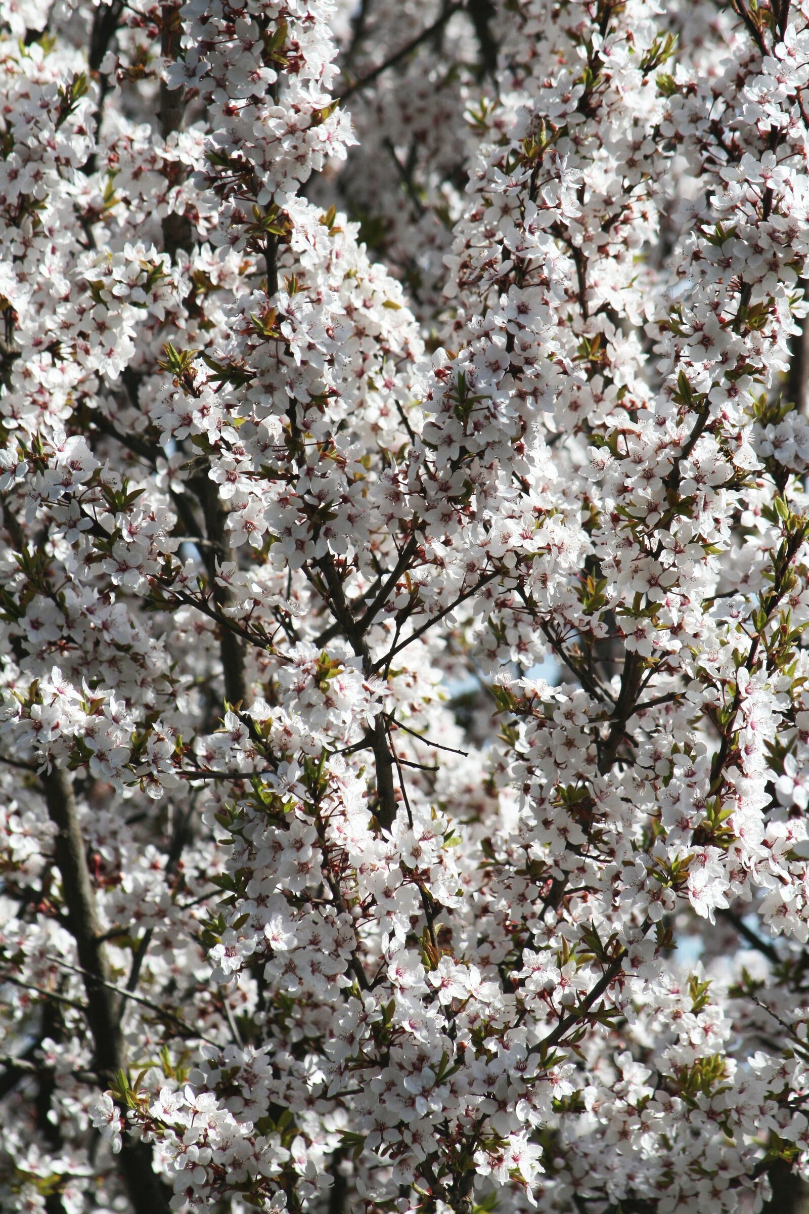 Canon EOS 400D (EOS Digital Rebel XTi / EOS Kiss Digital X) sample photo. Spring, bloom, garden photography