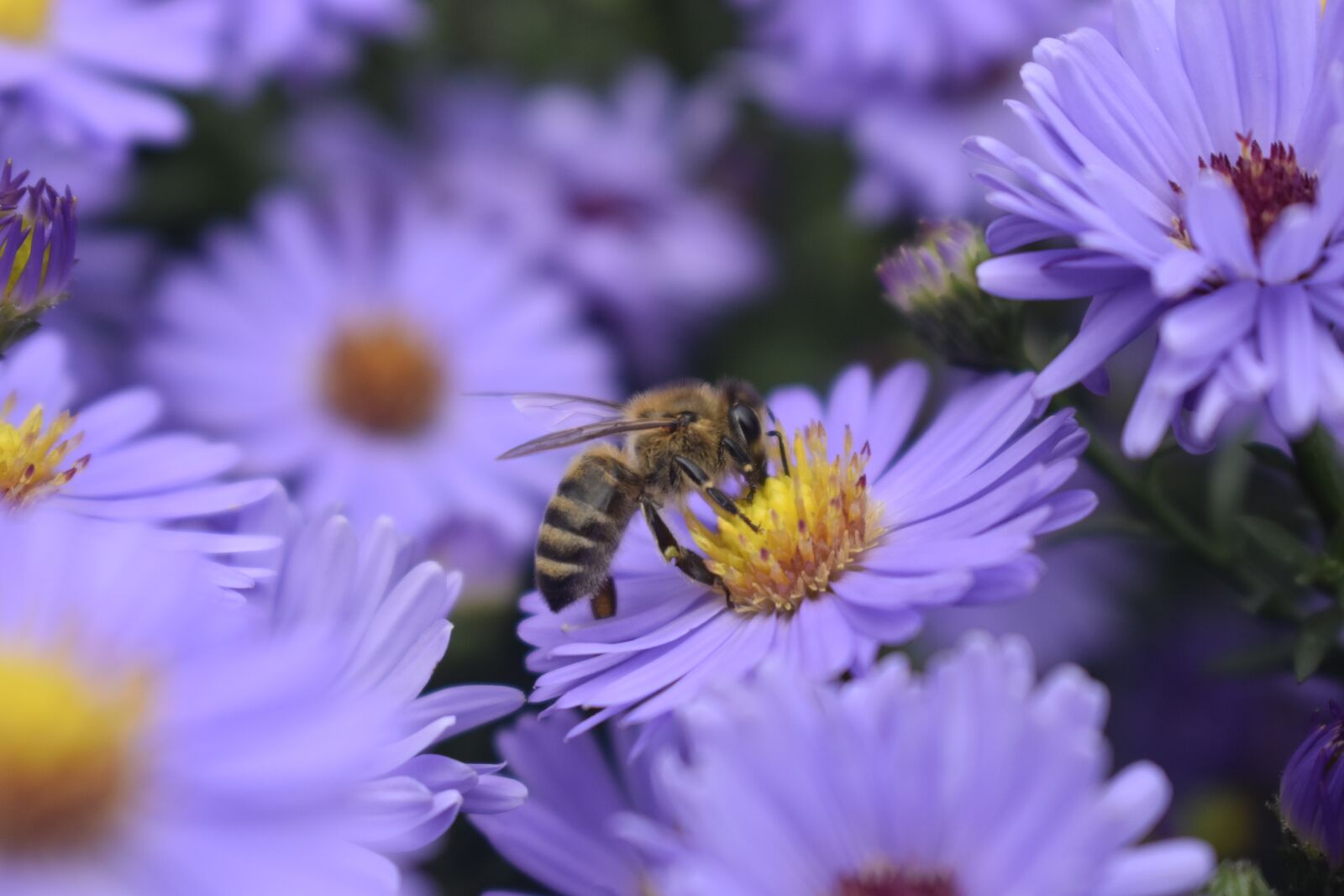 Nikon D3500 sample photo. Bee, honey bee, aster photography
