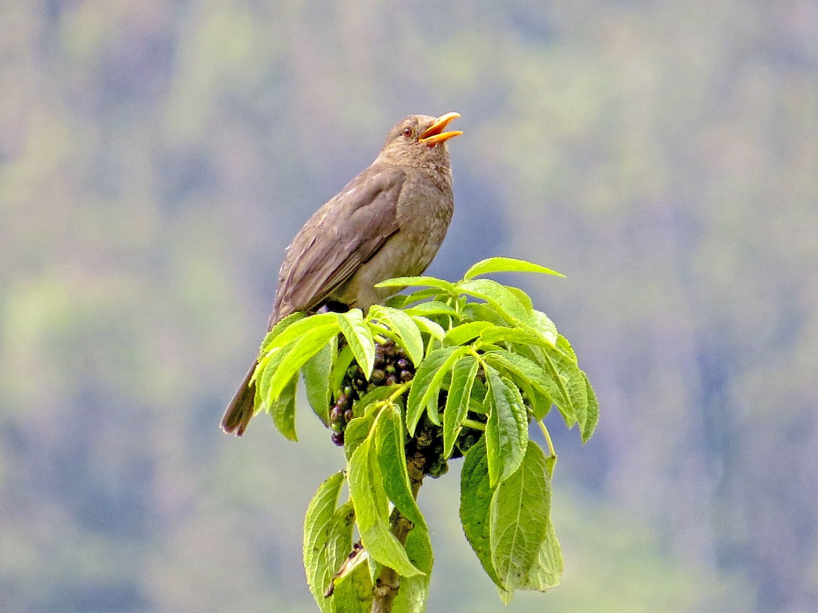 Canon PowerShot SX50 HS sample photo. Ave, birds, thrush photography