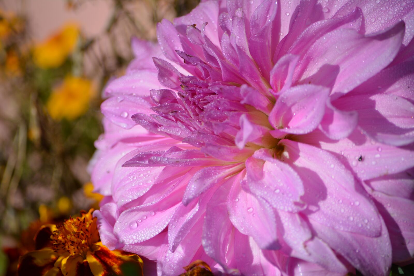 Nikon D5200 sample photo. Flower, pink, garden photography