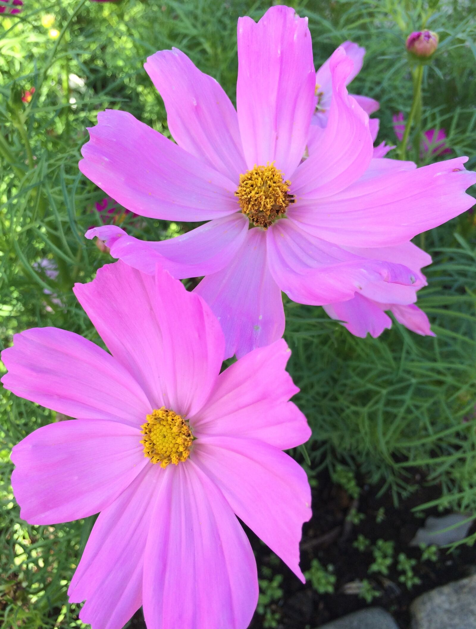 iPhone 5s back camera 4.15mm f/2.2 sample photo. Cosmos, flowers, pink photography
