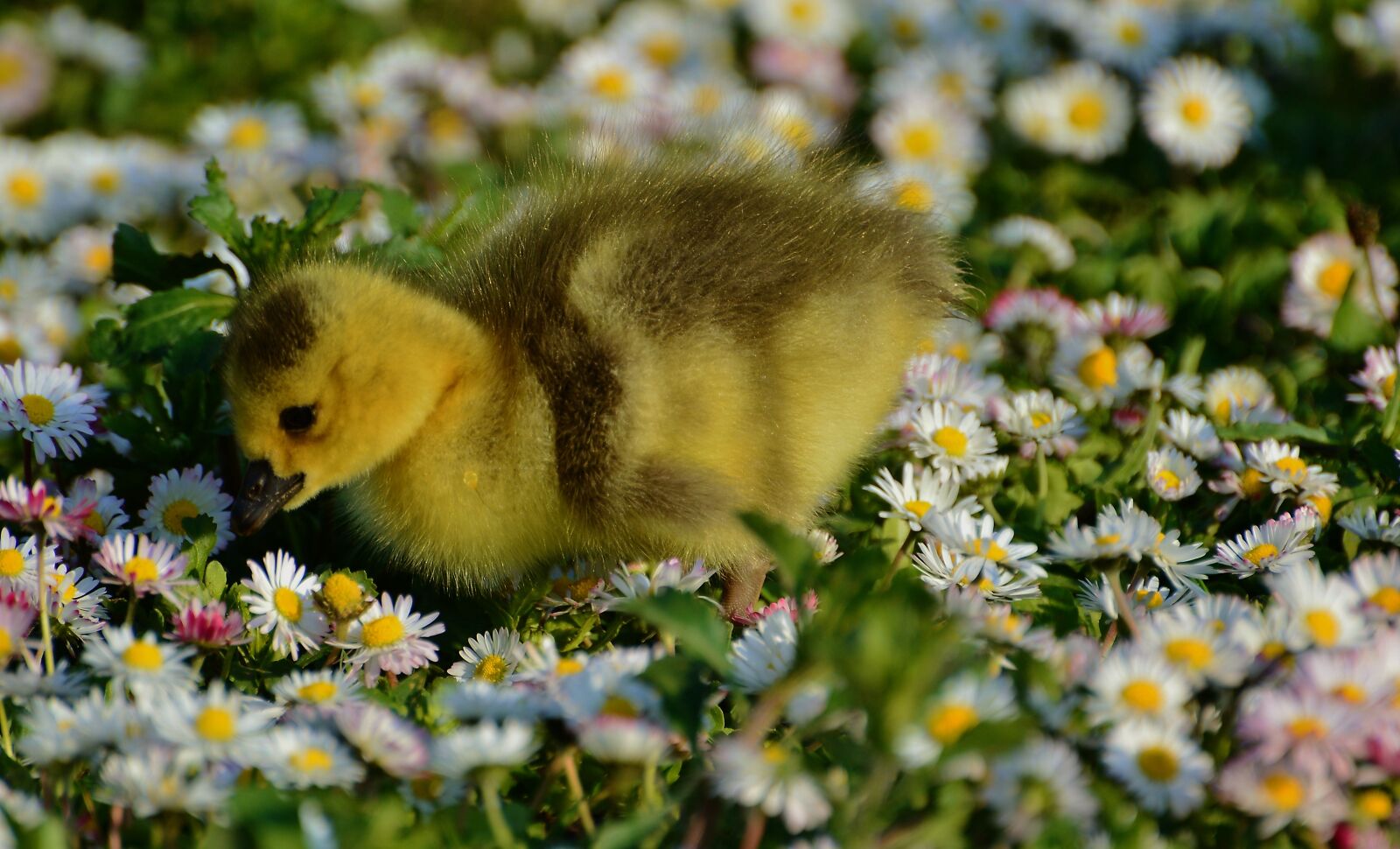 Nikon D3200 sample photo. Duck, nature, meadow photography