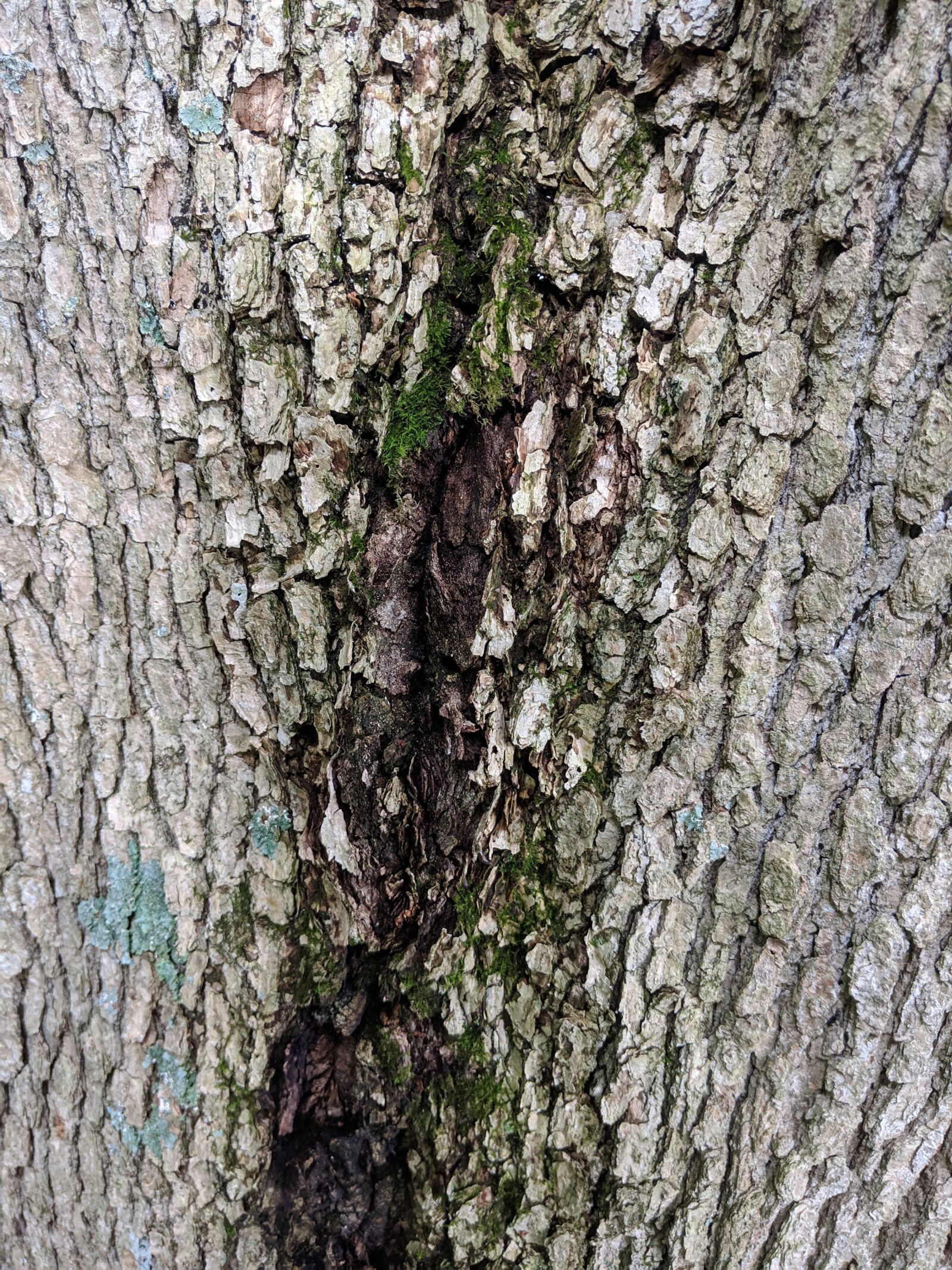 Google Pixel 2 sample photo. Wood, bark, texture photography