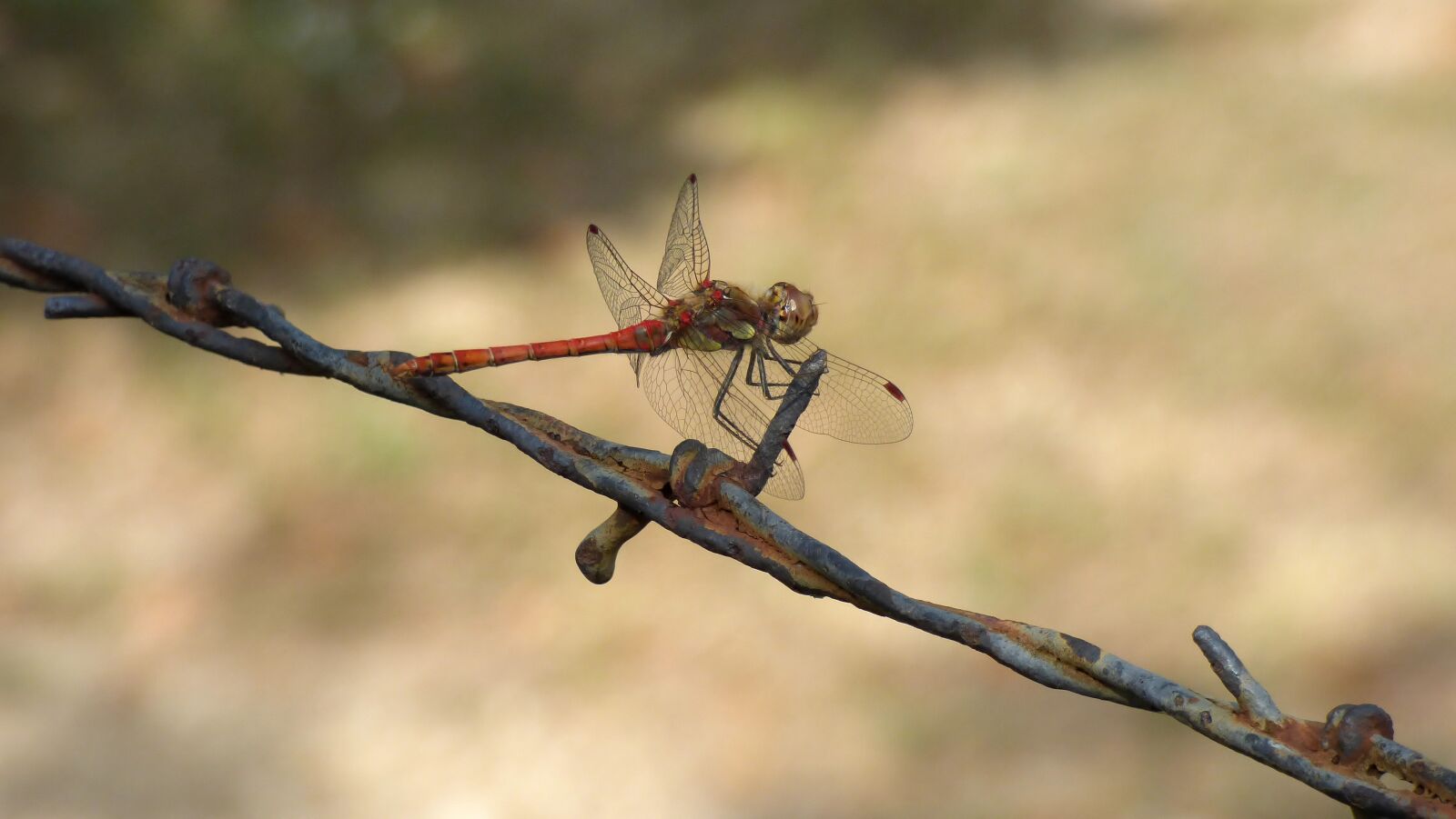 Panasonic DMC-FZ72 sample photo. Dragonfly, insect, barbed wire photography