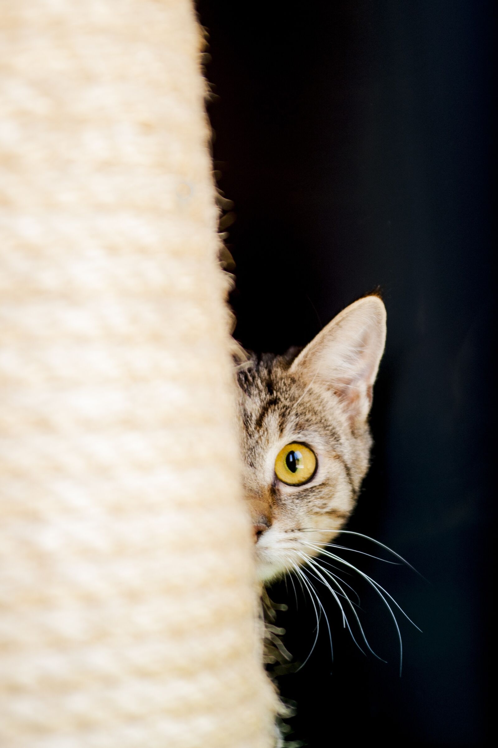 Nikon D700 sample photo. Cat, curious cat, curious photography
